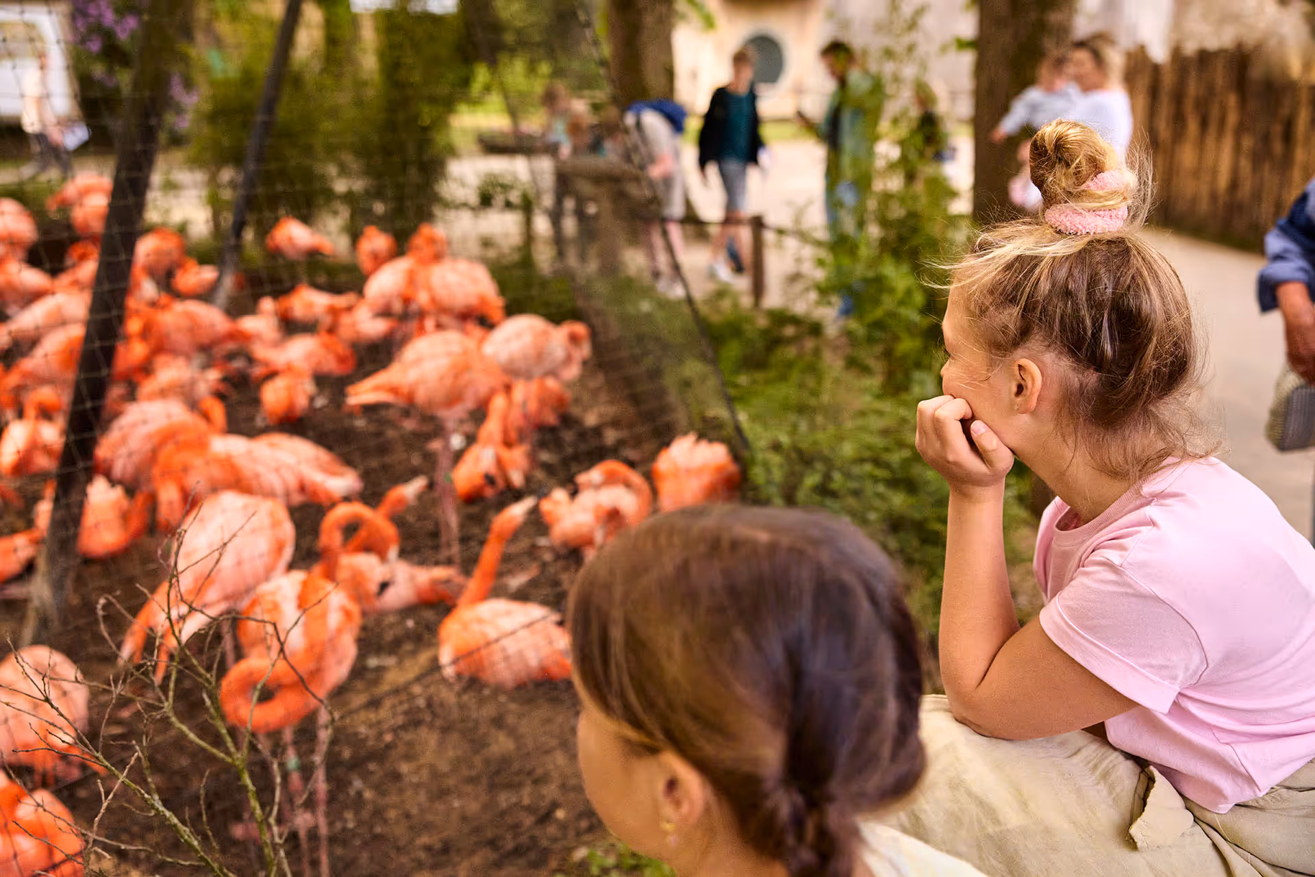 Dichtbij de flamingo's in Ouwehands DIerenpark