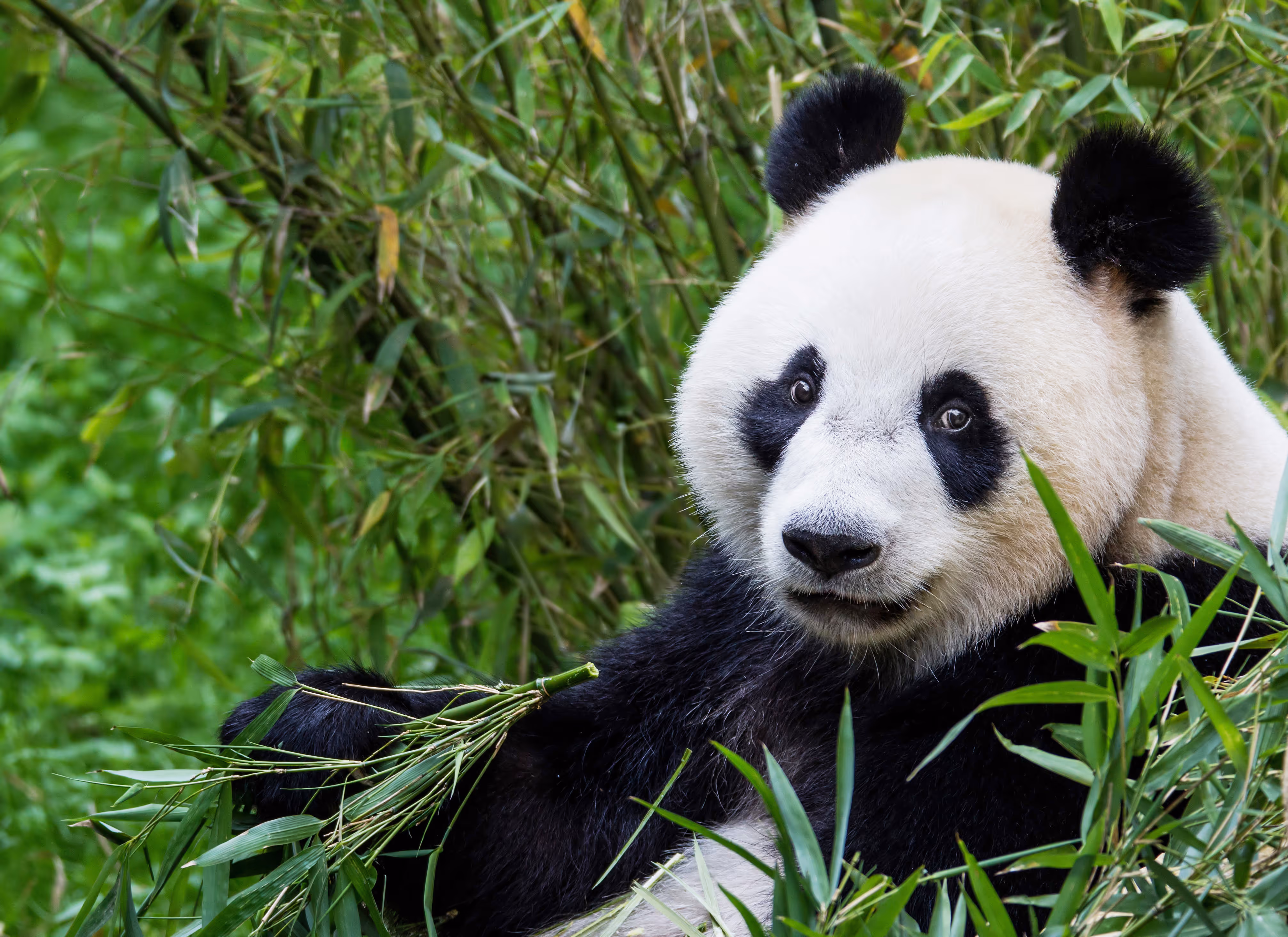 Reuzenpanda in Ouwehands Dierenpark