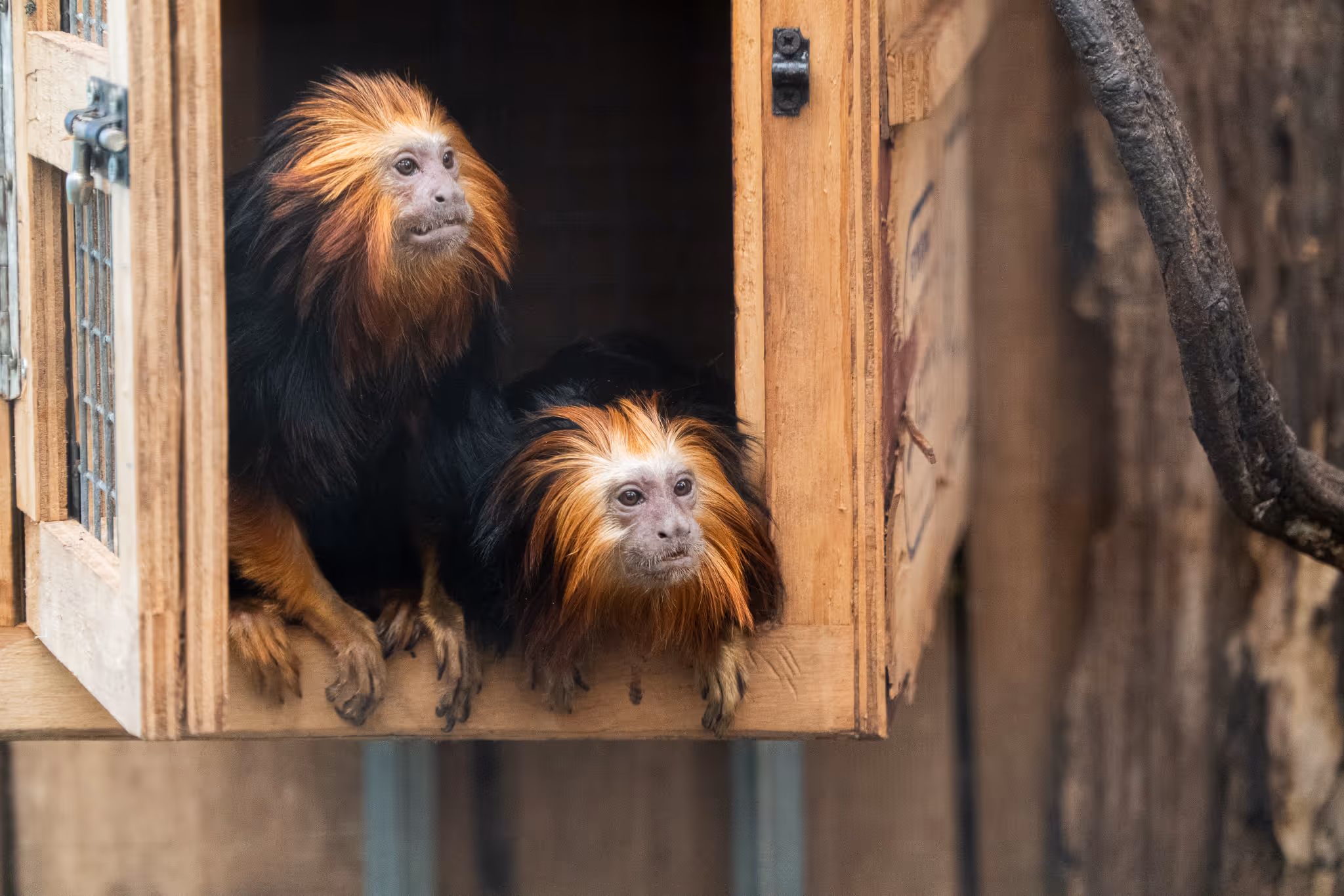 Goudkopleeuwaapje in Ouwehands Dierenpark