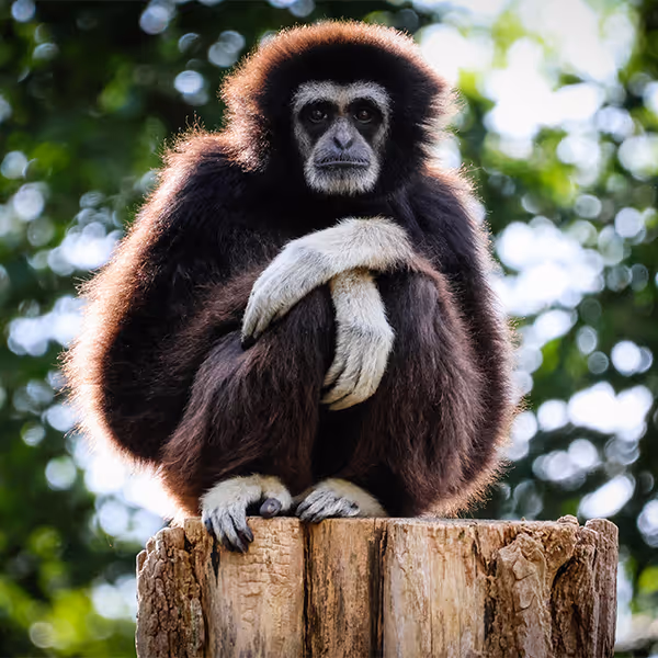 Withandgibbon in Ouwehands Dierenpark. Adopteer een withandgibbon.