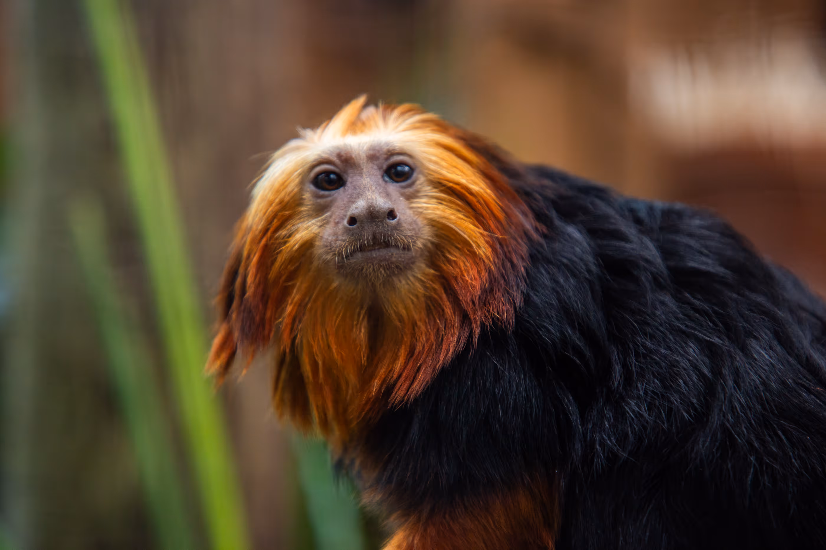 Goudkopleeuwaapje in Ouwehands Dierenpark. Adopteer een goudkopleeuwaapje.