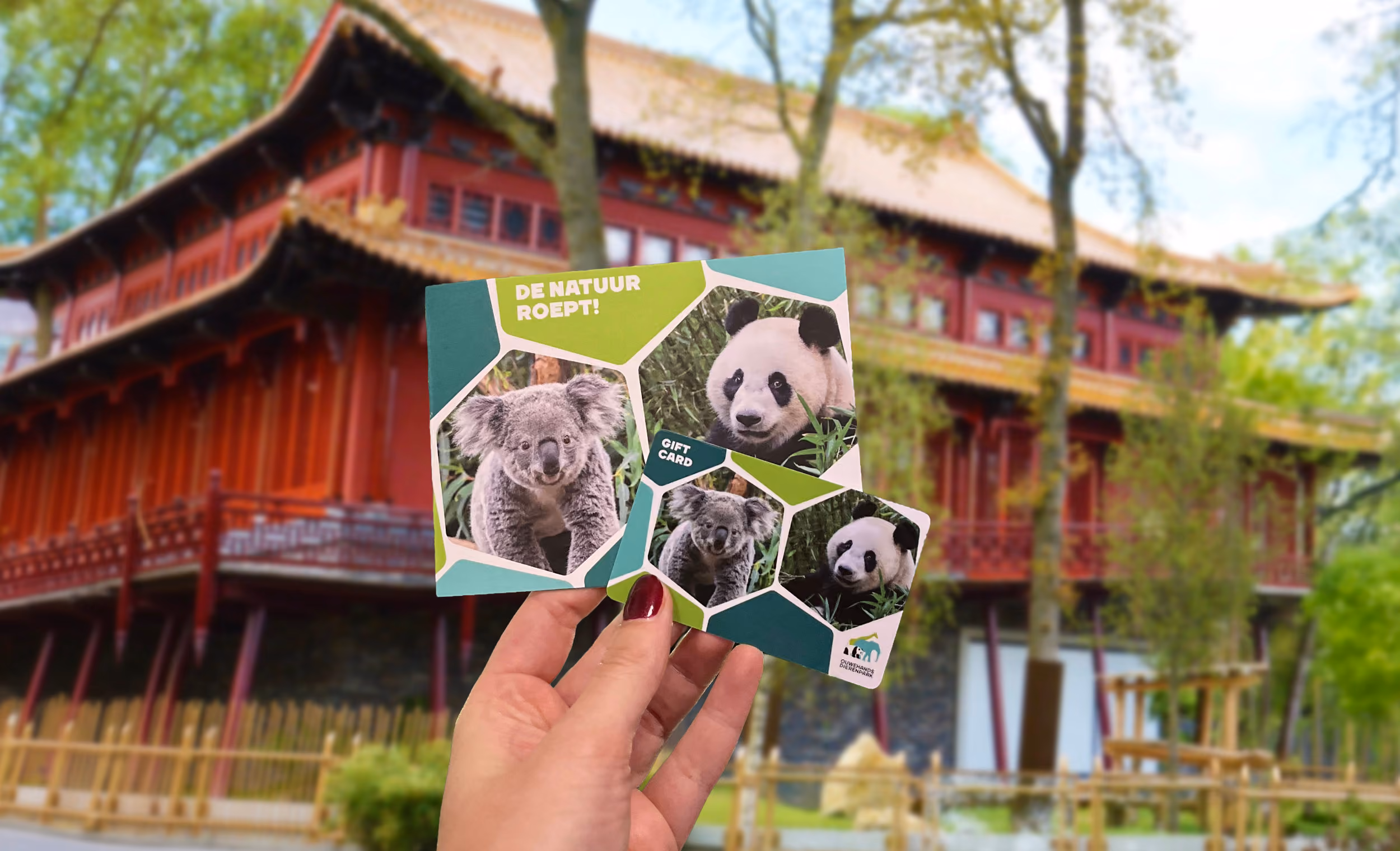 Hand houdt een cadeaubon met afbeeldingen van een koala en panda, voor een Aziatisch gebouw.