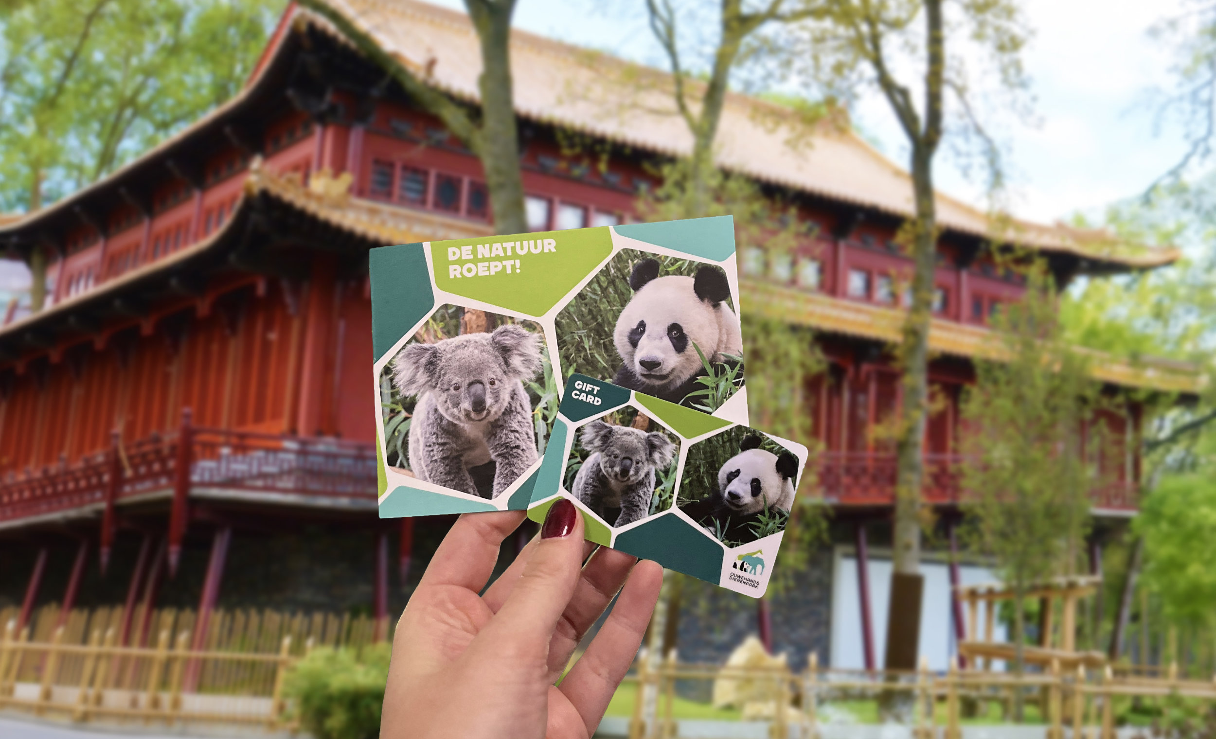 Hand houdt een cadeaubon met afbeeldingen van een koala en panda, voor een Aziatisch gebouw.