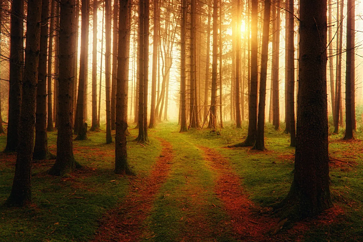 A forest trail winding between trees and into the distance