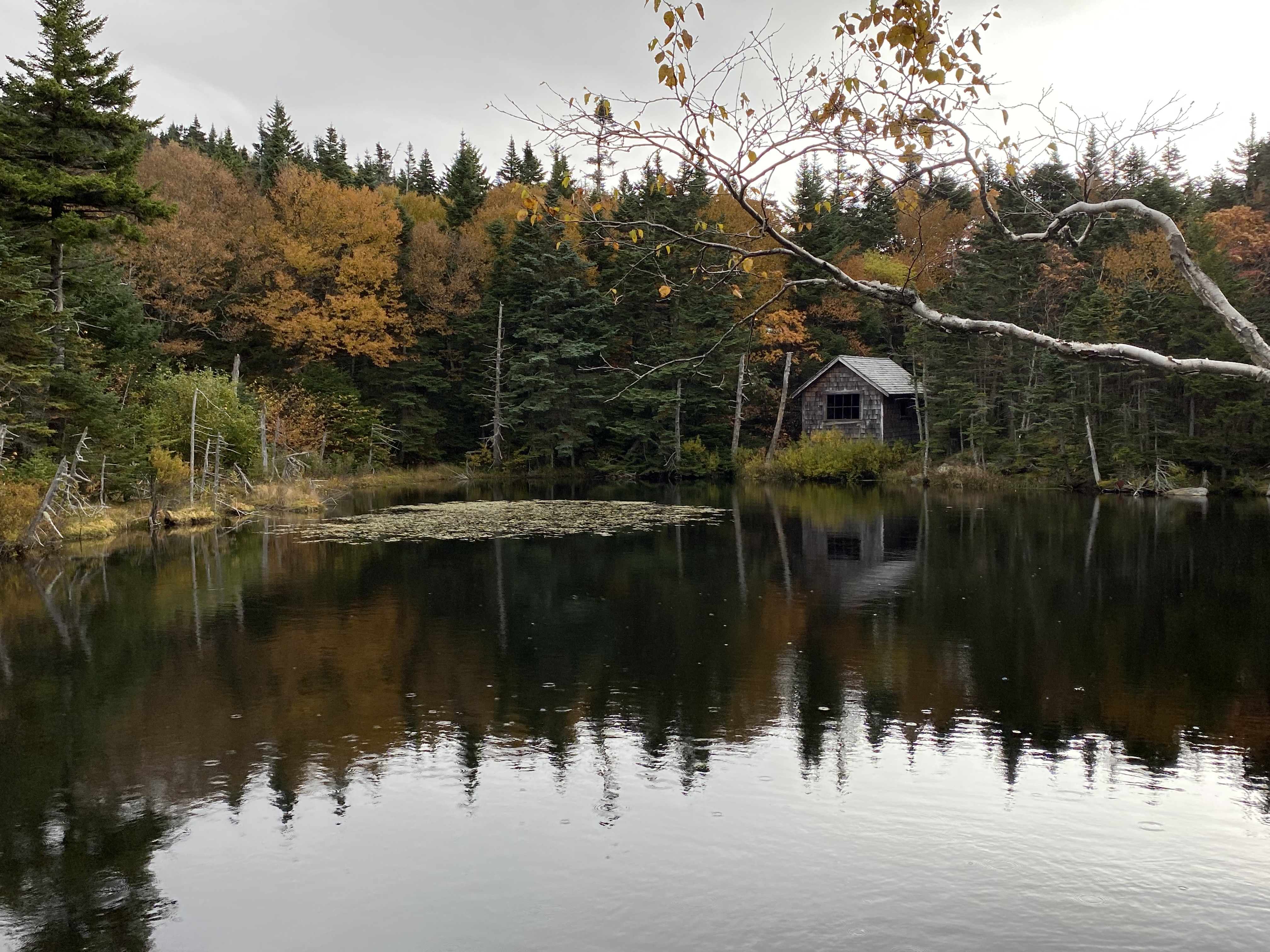 The surface of a dark-colored pond shows the reflection of orange, yellow, and green foliage trees behind the pond, with a small wooden cabin on the right side of the image in the background. 