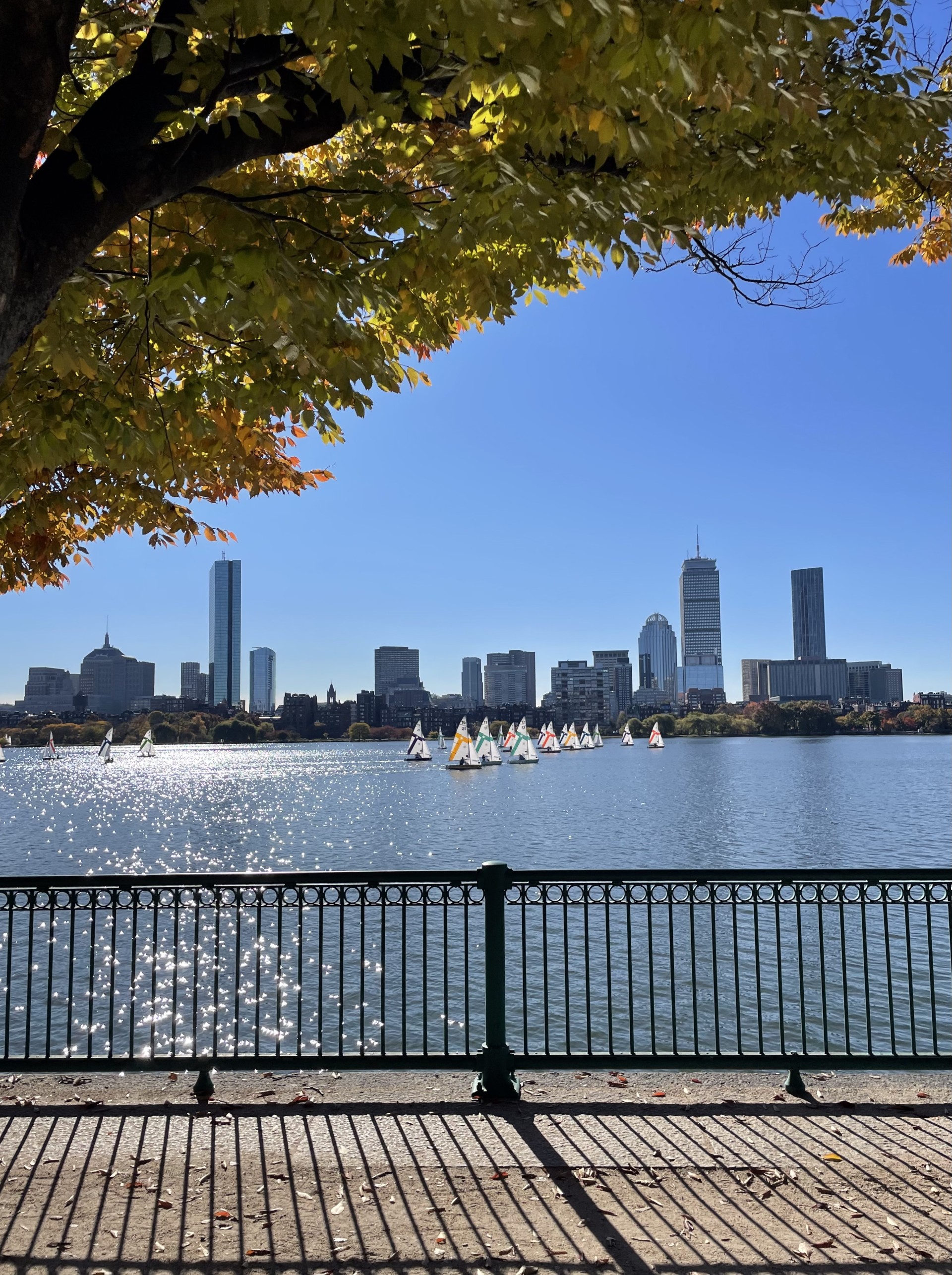 The Boston skyline is visible in the background of the photo, with many sailboats on the Charles River in the midground. A black fence separates the river from the walking path in the foreground, and a leafy tree frames the image on the left.  