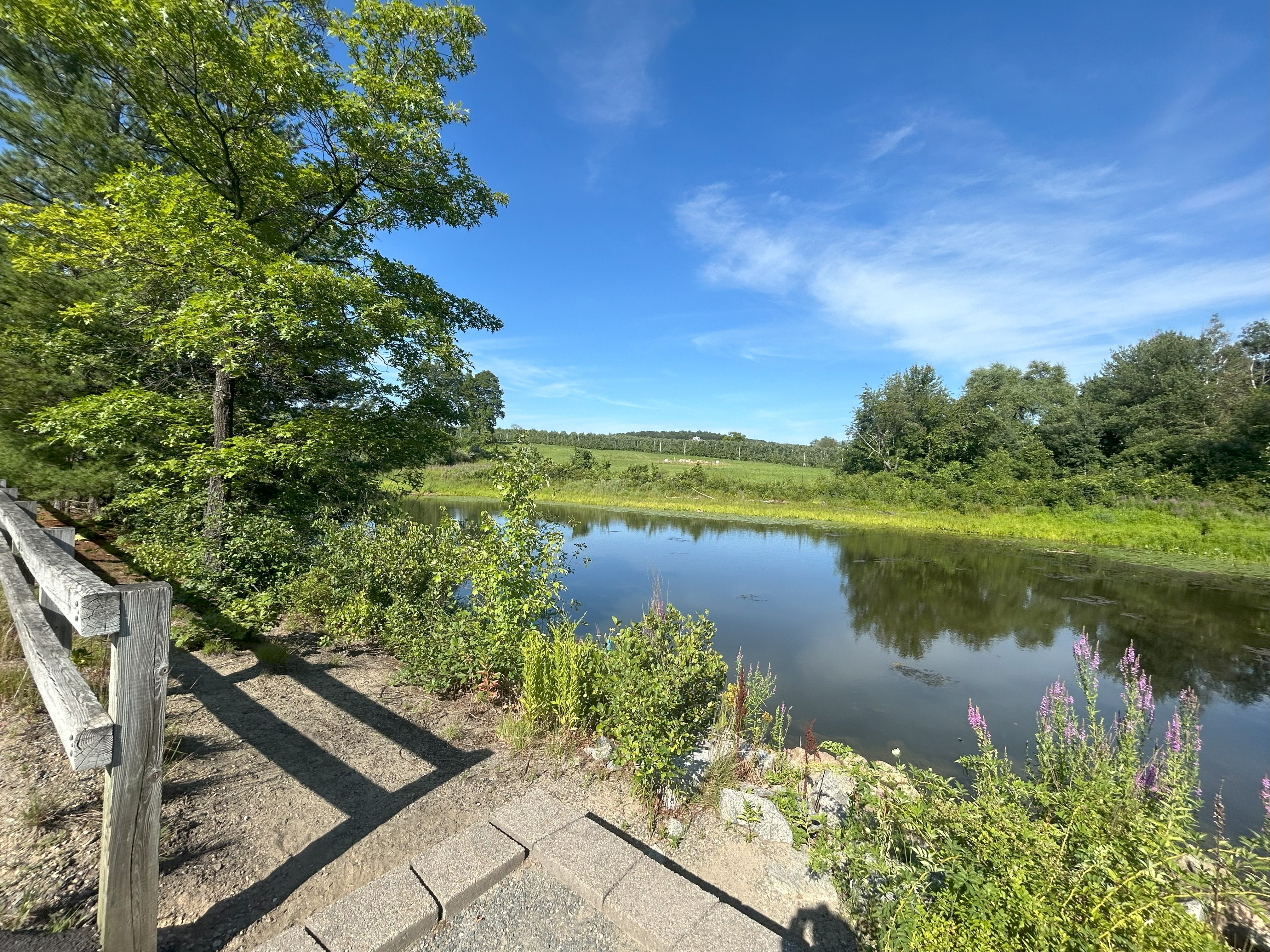 A bright blue sky meets a green landscape, full of leafy trees and yellowish-green plants near the edge of a pond. In the foreground, some small purple flowers are visible on the right of the image and a piece of wooden fence is visible on the left. 