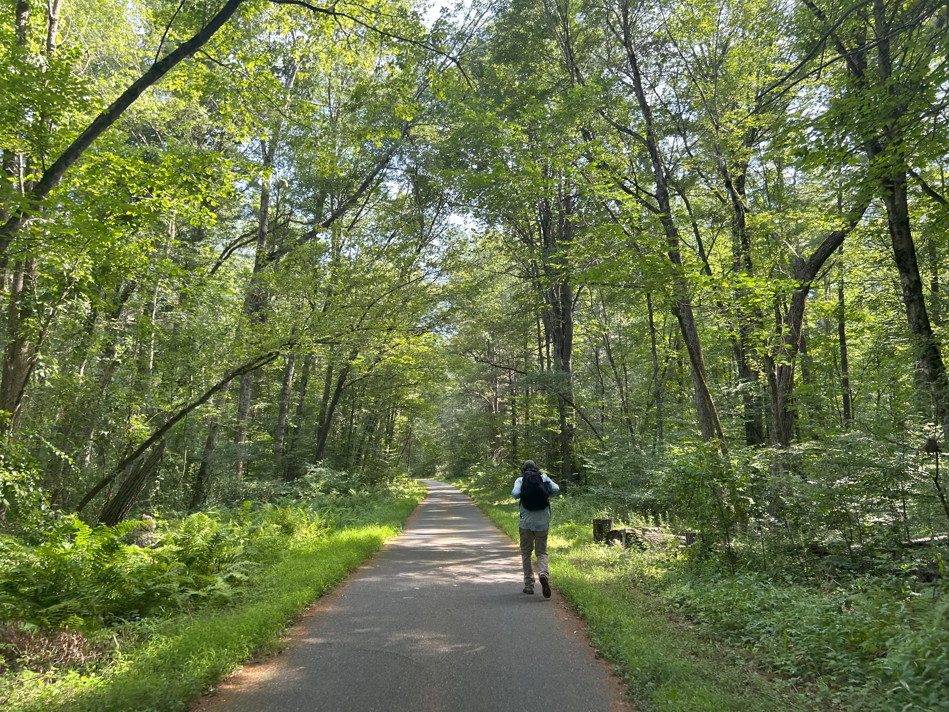  An almost entirely green image featuring trees, grasses, and low shrubs. A gray asphalt trail runs through the middle of the image, beginning in the foreground and narrowing toward the horizon. A person wearing a dark backpack is walking on the right side