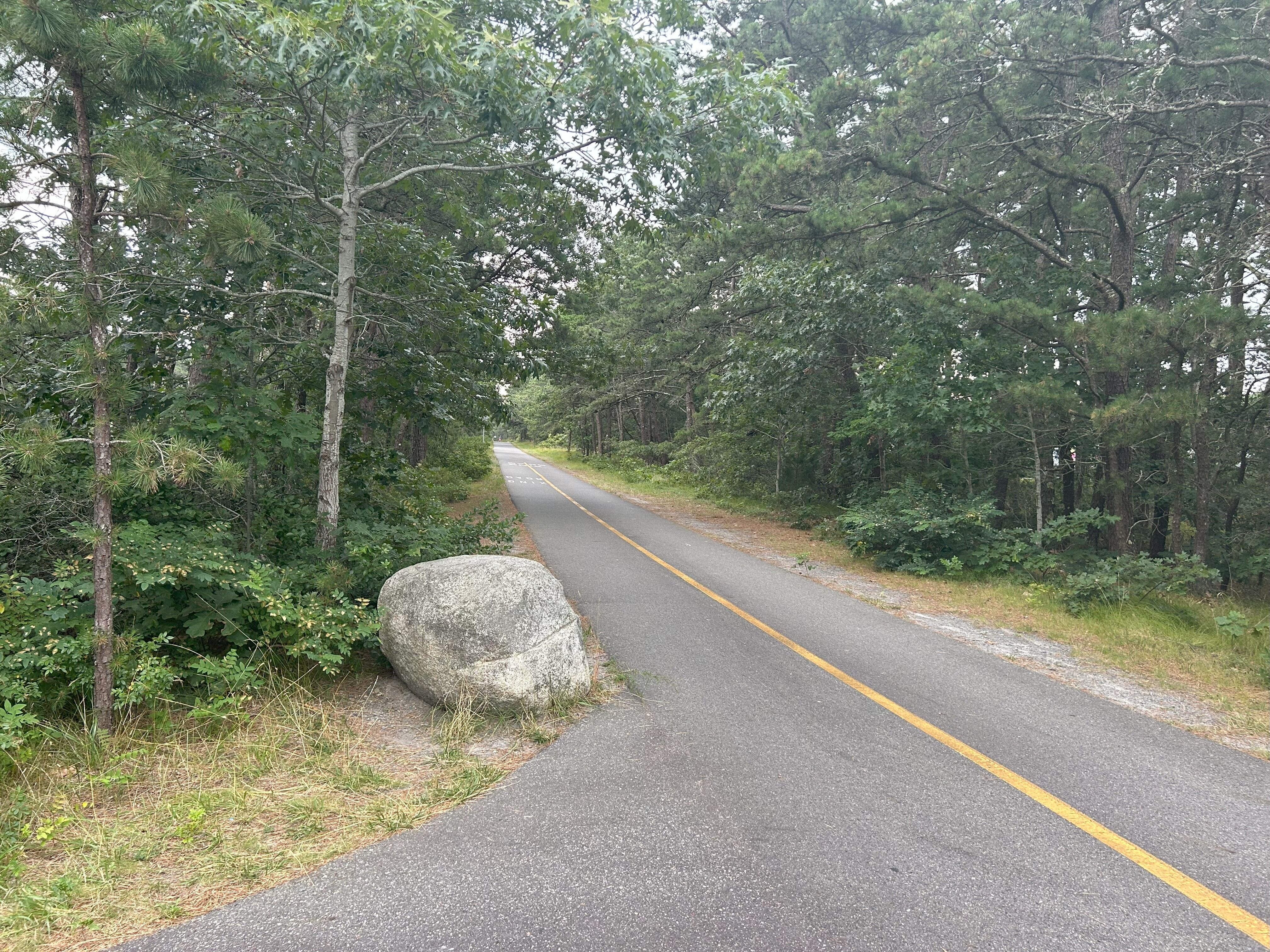 A medium-gray colored asphalt path with a yellow centerline runs through the middle of the picture. There are leafy green trees on either side of the path. 