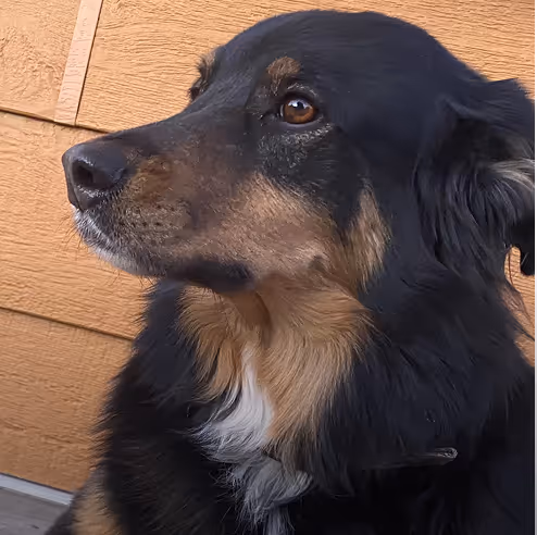 Paige the dog, office morale officer