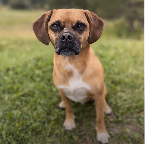 Moose the dog, team cheer captain