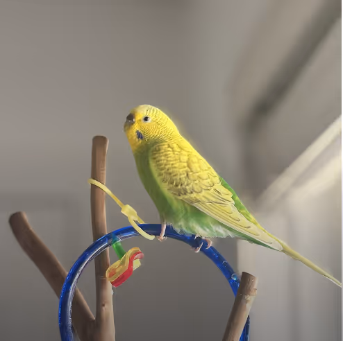 Bird named Lemon, Employee of the Month portrait