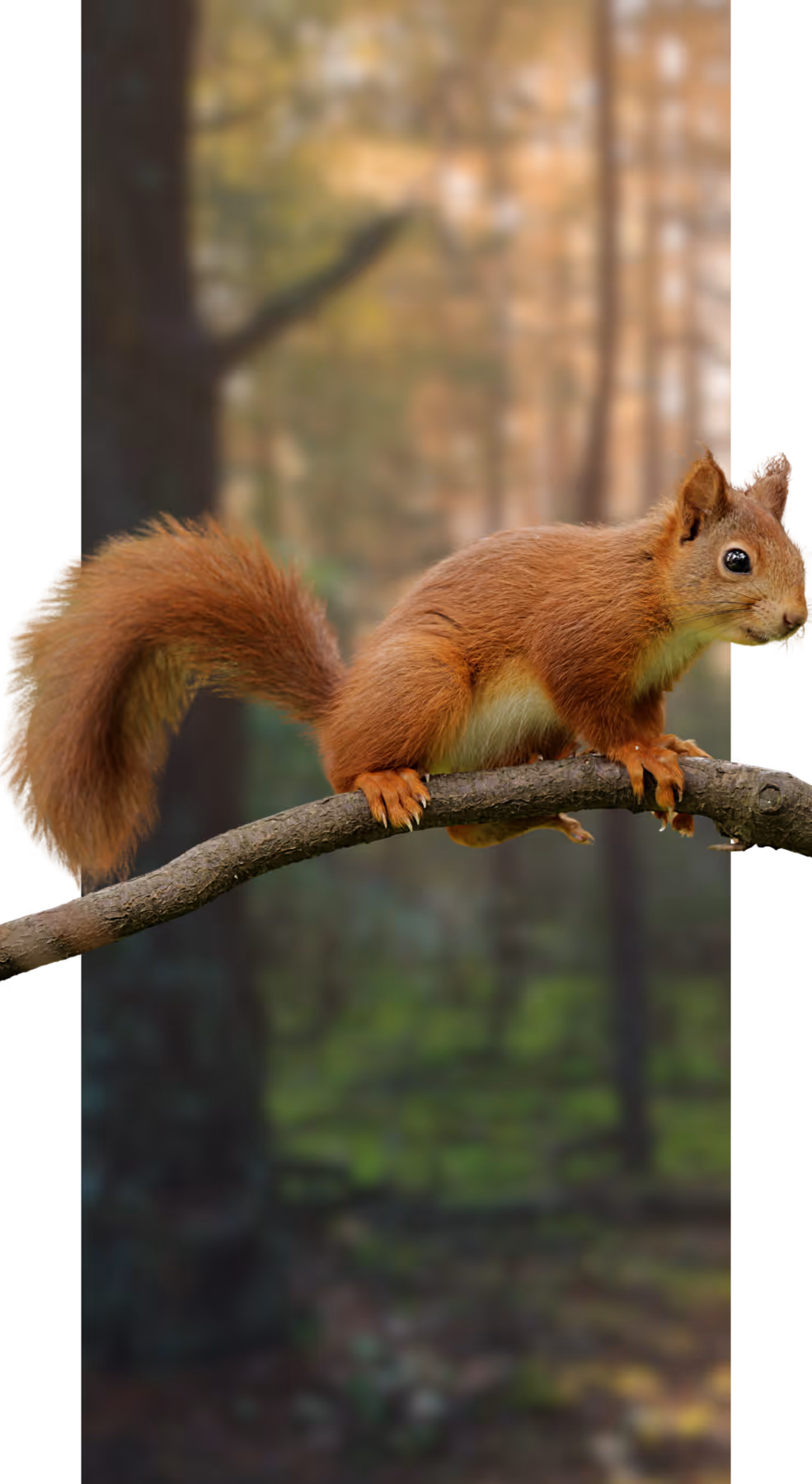Bild Zeigt ein freigestelltes Eichhörnchen mit Waldhintergrund