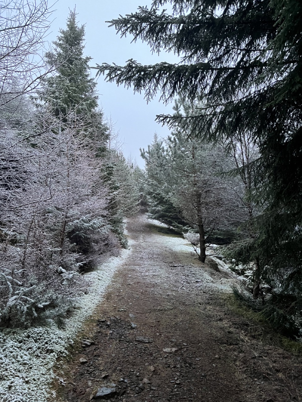 image of food truck event