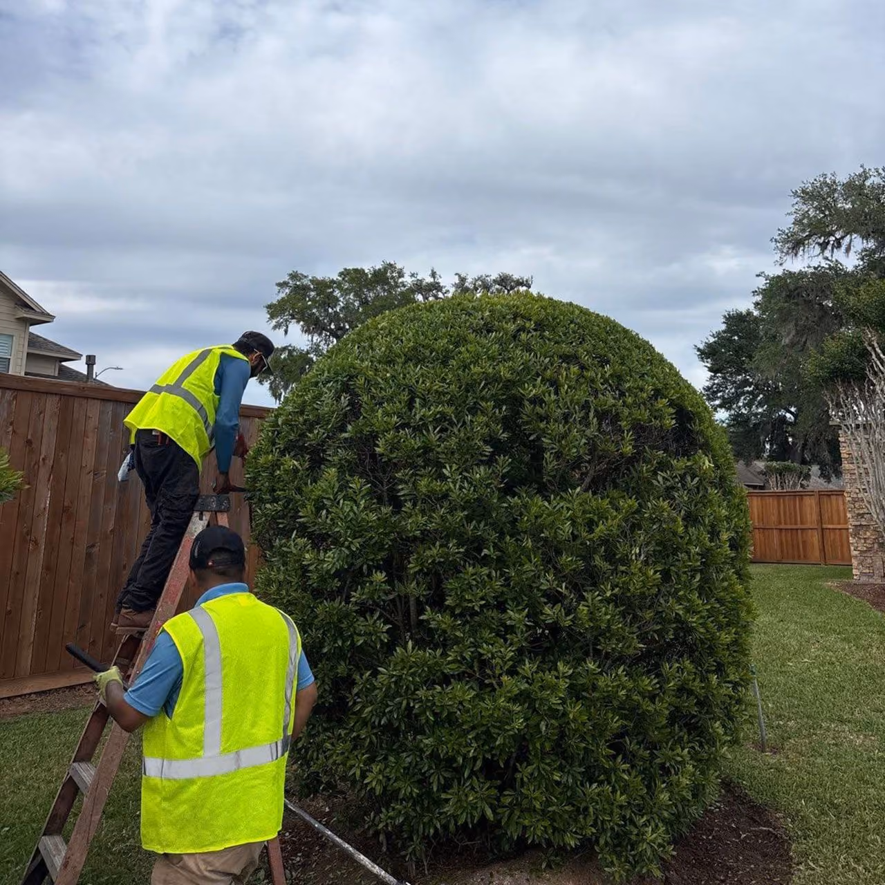 Highland Lawn & Landscaping crew performing professional shrub trimming in Brazoria County