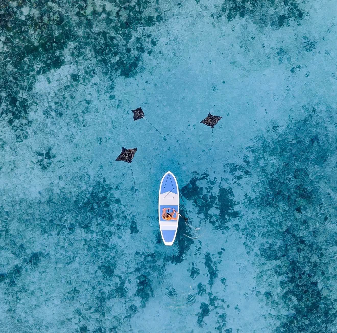 Person paddling a blue kayak in clear water with three spotted stingrays swimming nearby.