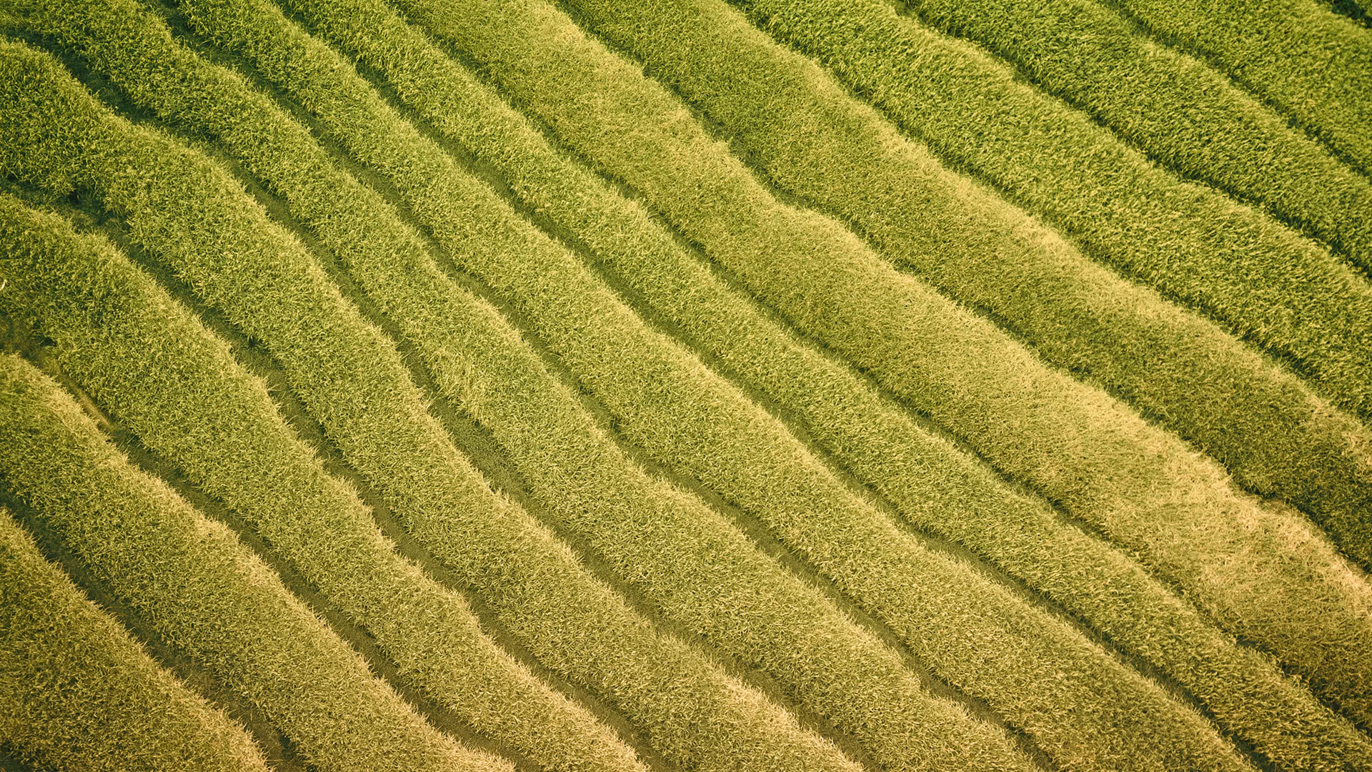 Sky view of a green field