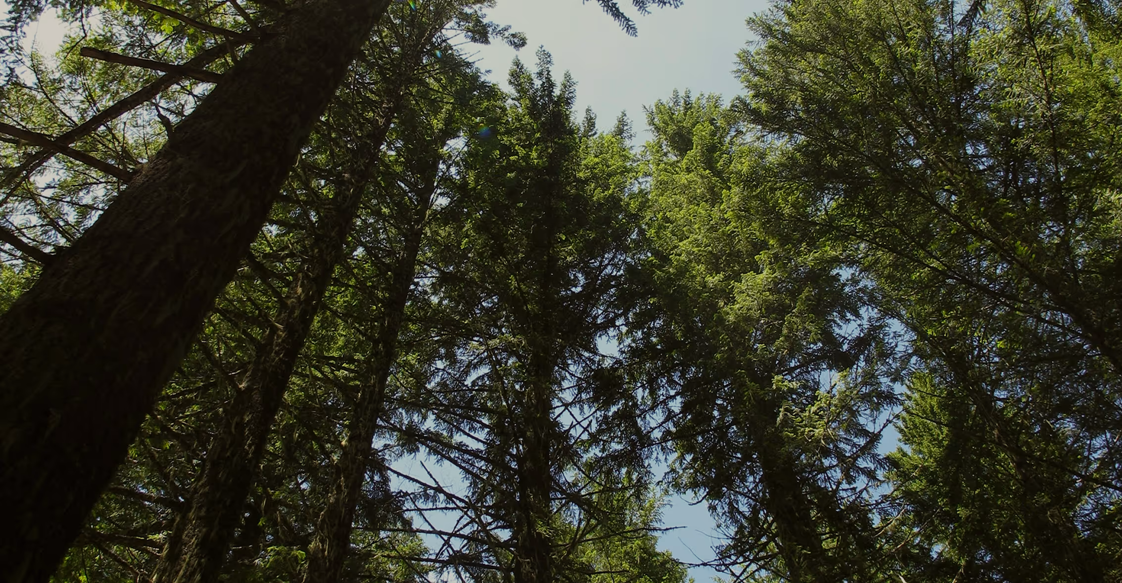 Forest view from the ground to the sky