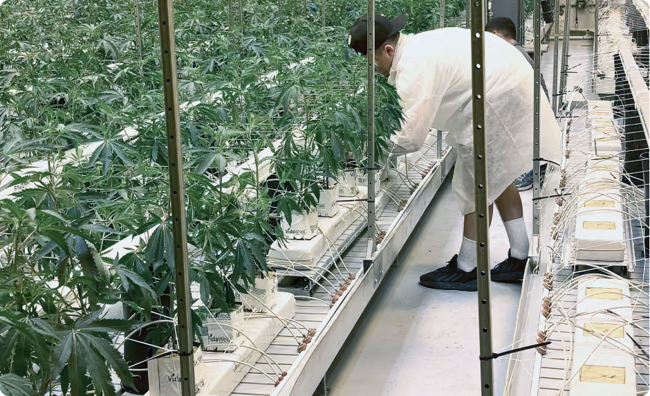 AROYA for cannabis