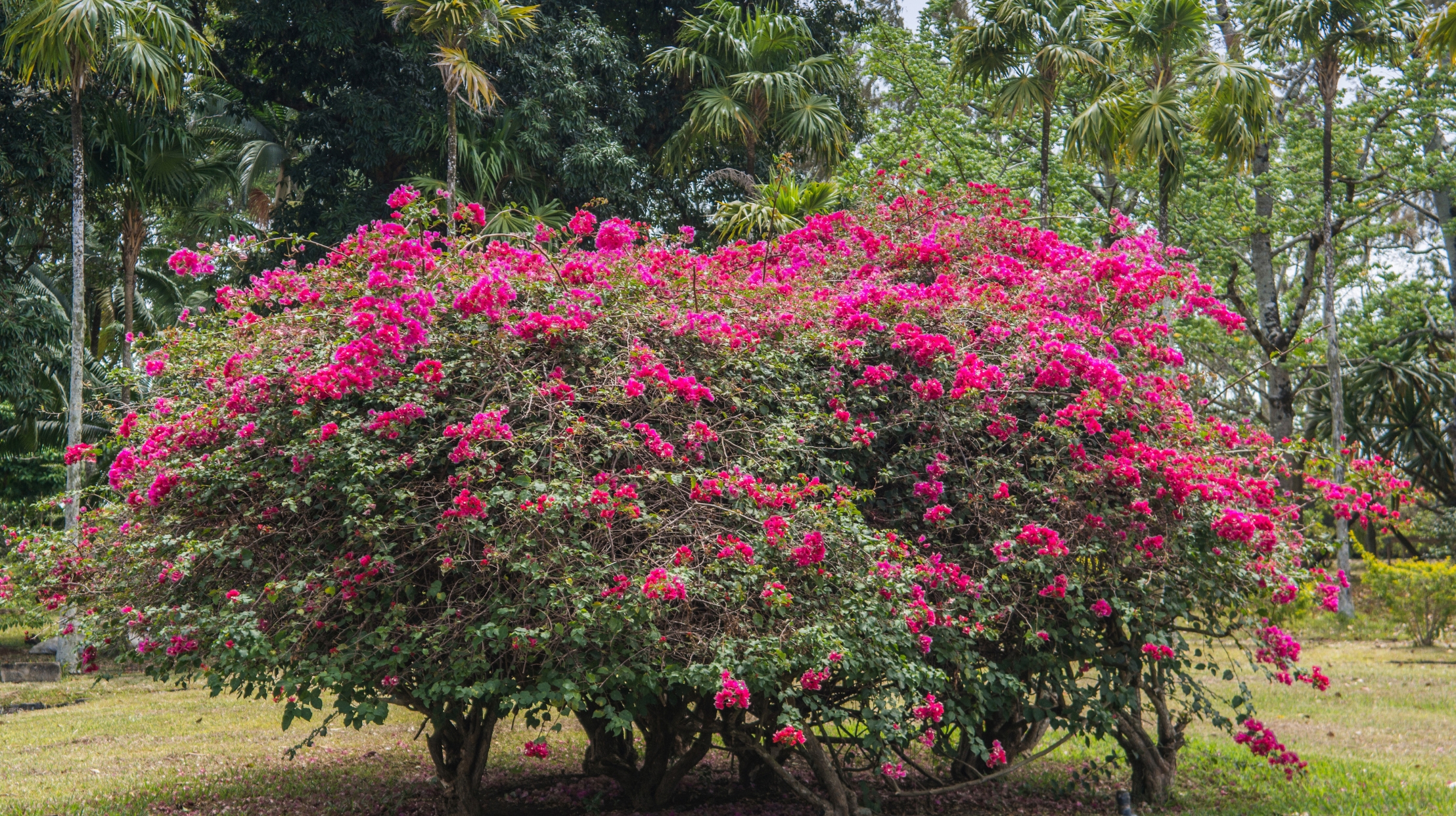 The diversity of tropical flowers in Mauritius illustrates the natural and colorful wealth celebrated by MJ Holidays.