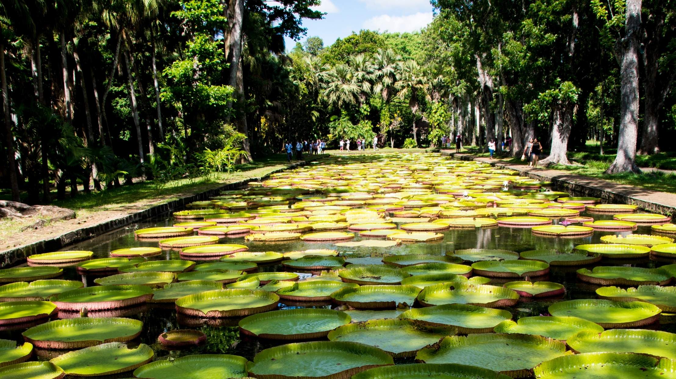 Walk in the Pamplemousses Garden in Mauritius, an essential place for nature lovers during an MJ Holidays stay.