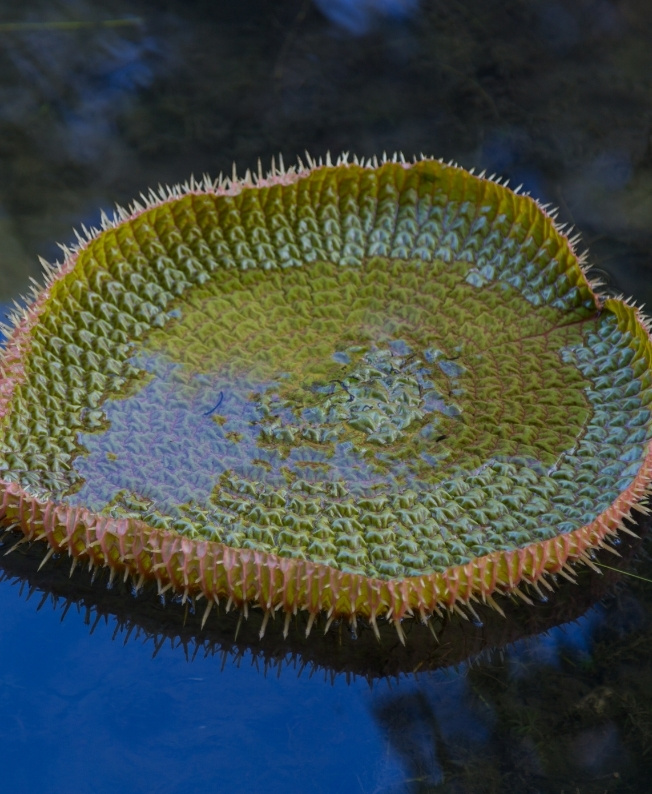 Delicate flowers placed on the water of a pond in Mauritius, evoking the beauty and tranquility of the places offered by MJ Holidays.