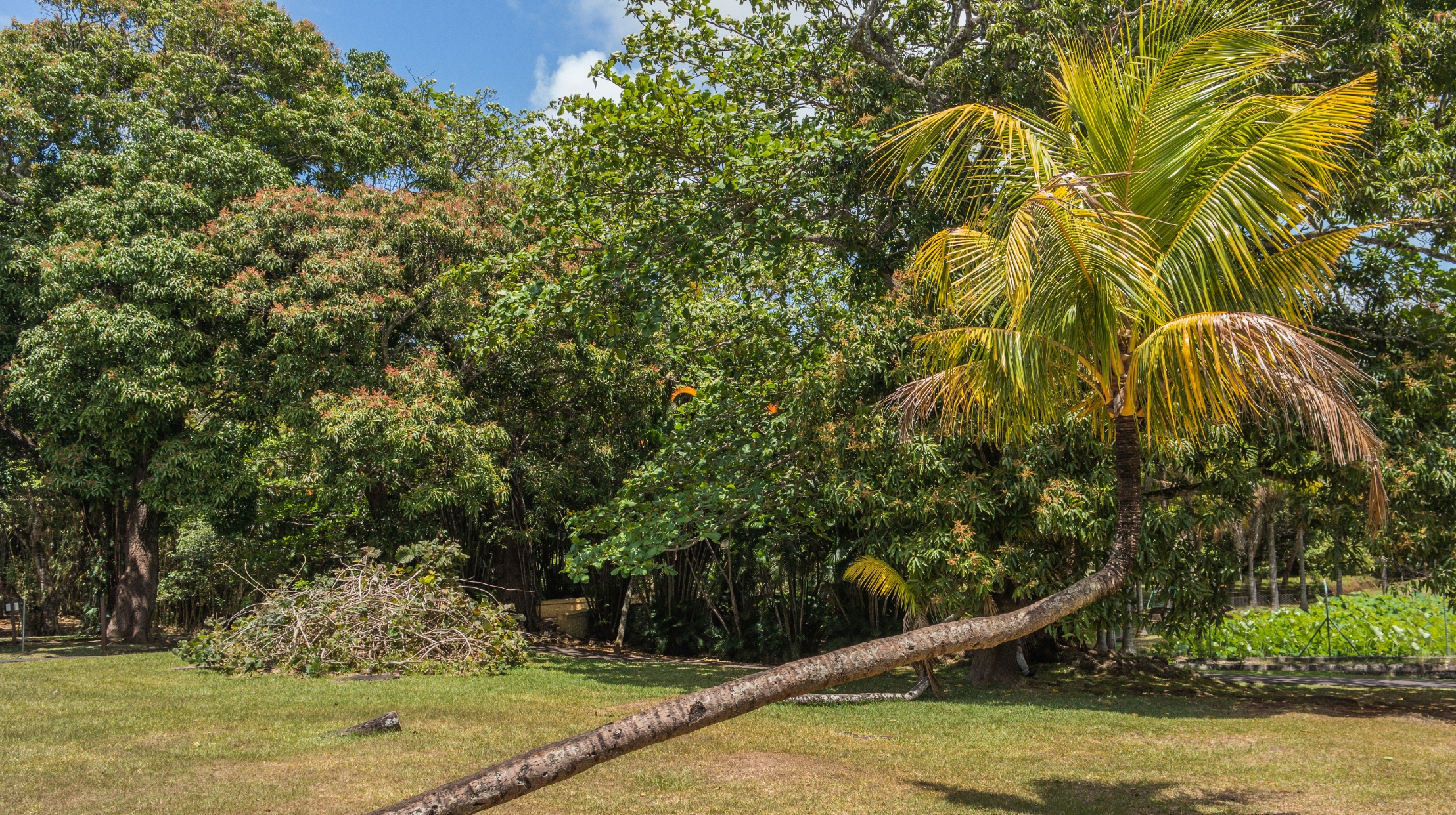 The majestic trees of Mauritius provide a lush and soothing backdrop, symbolising the unspoilt nature promoted by MJ Holidays.