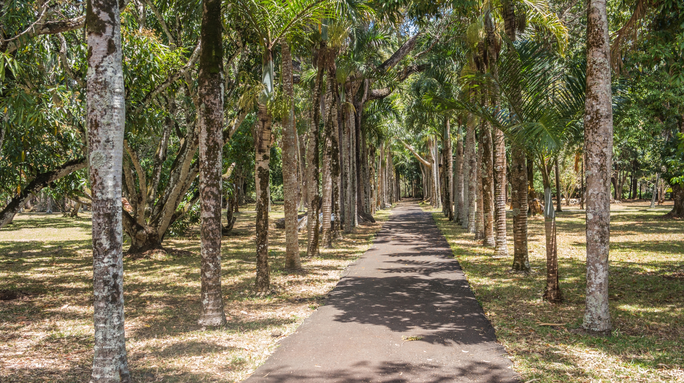 A path lined with tropical trees in Mauritius, offering a peaceful stroll in the heart of nature with MJ Holidays.