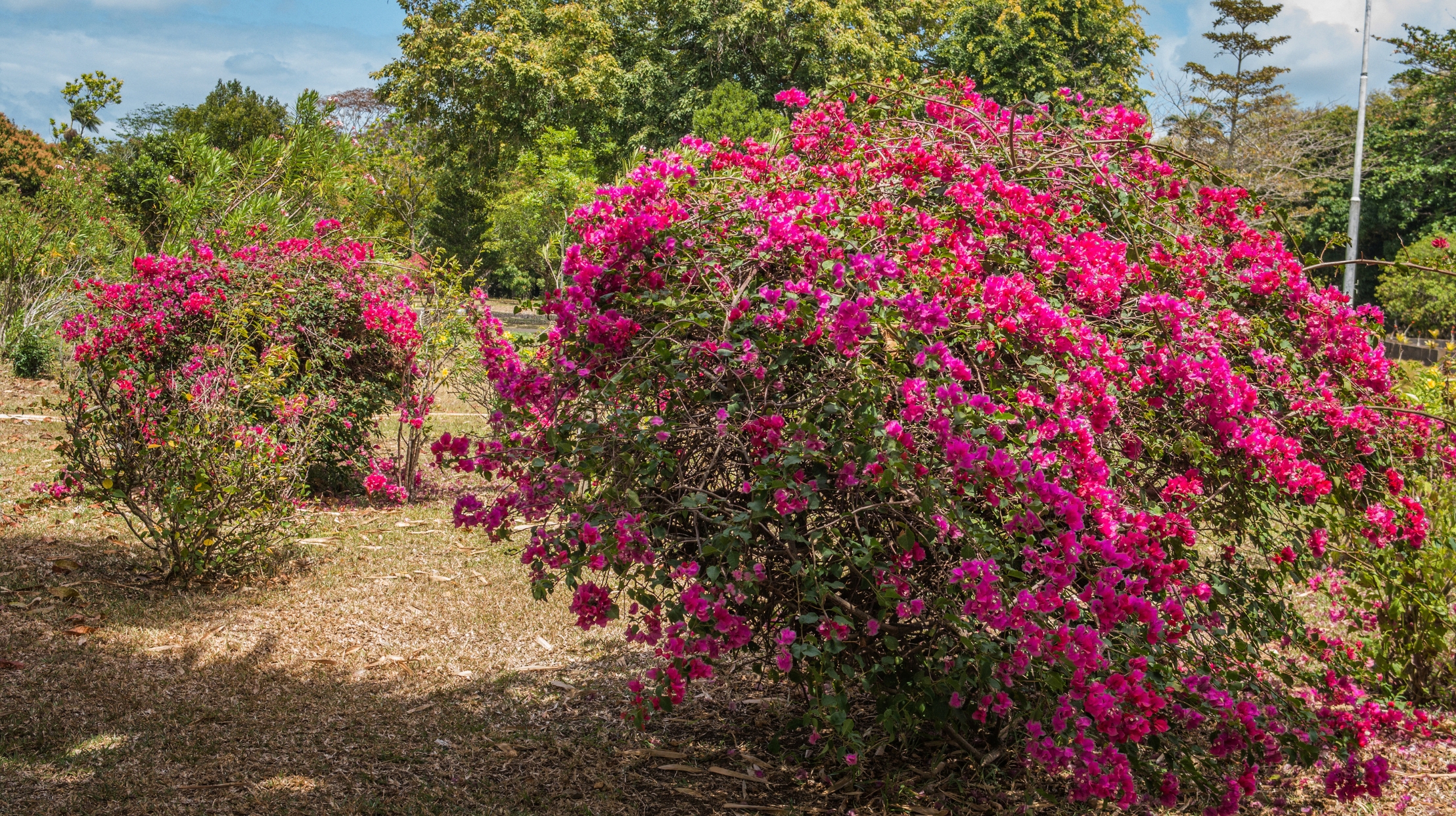 Bright pink flowers in Mauritius, illustrating the floral richness and colourful beauty of the landscapes offered by MJ Holidays.