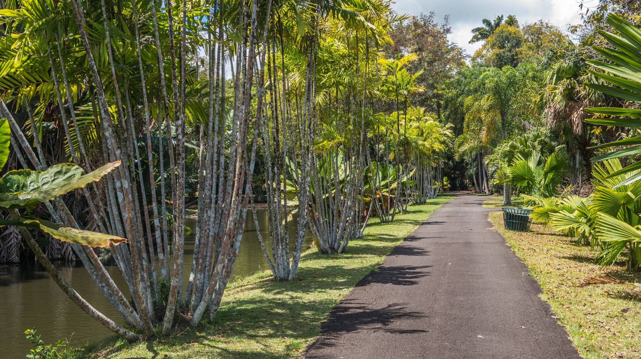 A shaded path through the Pamplemousses Garden in Mauritius, inviting you to discover tropical nature with MJ Holidays.