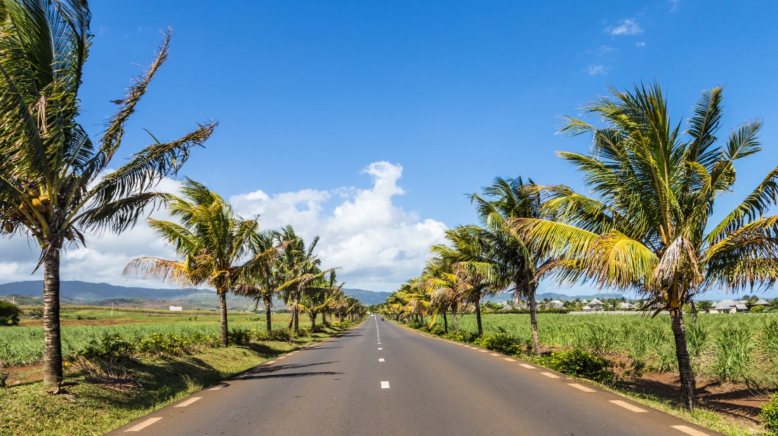 Une route droite bordée d’arbres tropicaux à l’île Maurice, offrant un itinéraire apaisant et verdoyant à découvrir avec MJ Holidays.