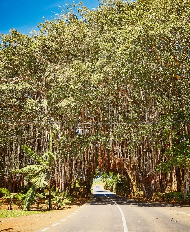 Une arche naturelle formée par des arbres au-dessus de la route à l’île Maurice, créant un passage ombragé et pittoresque lors d’un circuit MJ Holidays.