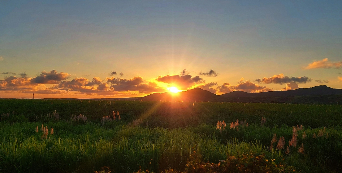 Un vaste champ de canne à sucre à l’île Maurice, rappelant l’importance agricole et historique de cette culture dans l’île, présentée par MJ Holidays.