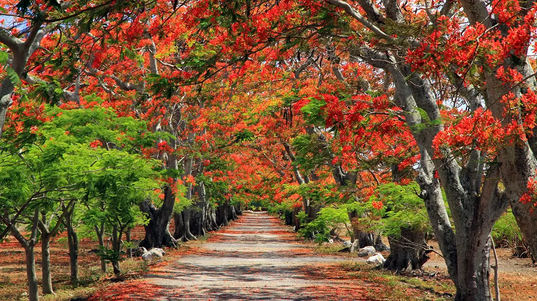 Paysage mauricien aux couleurs de Noël, avec des arbres aux feuillages rouges et verts symbolisant la nature festive mise en valeur par MJ Holidays.
