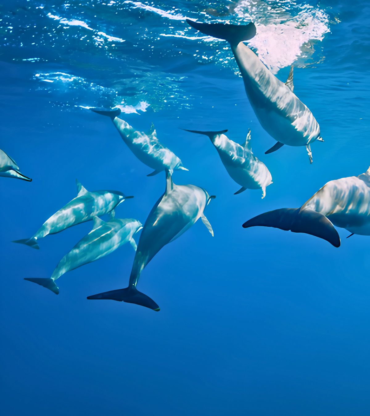 Dolphins swimming freely in the waters of Mauritius, a unique experience with MJ Holidays.