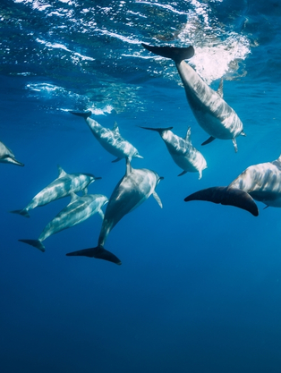 Dauphins dans la baie de Tamarin