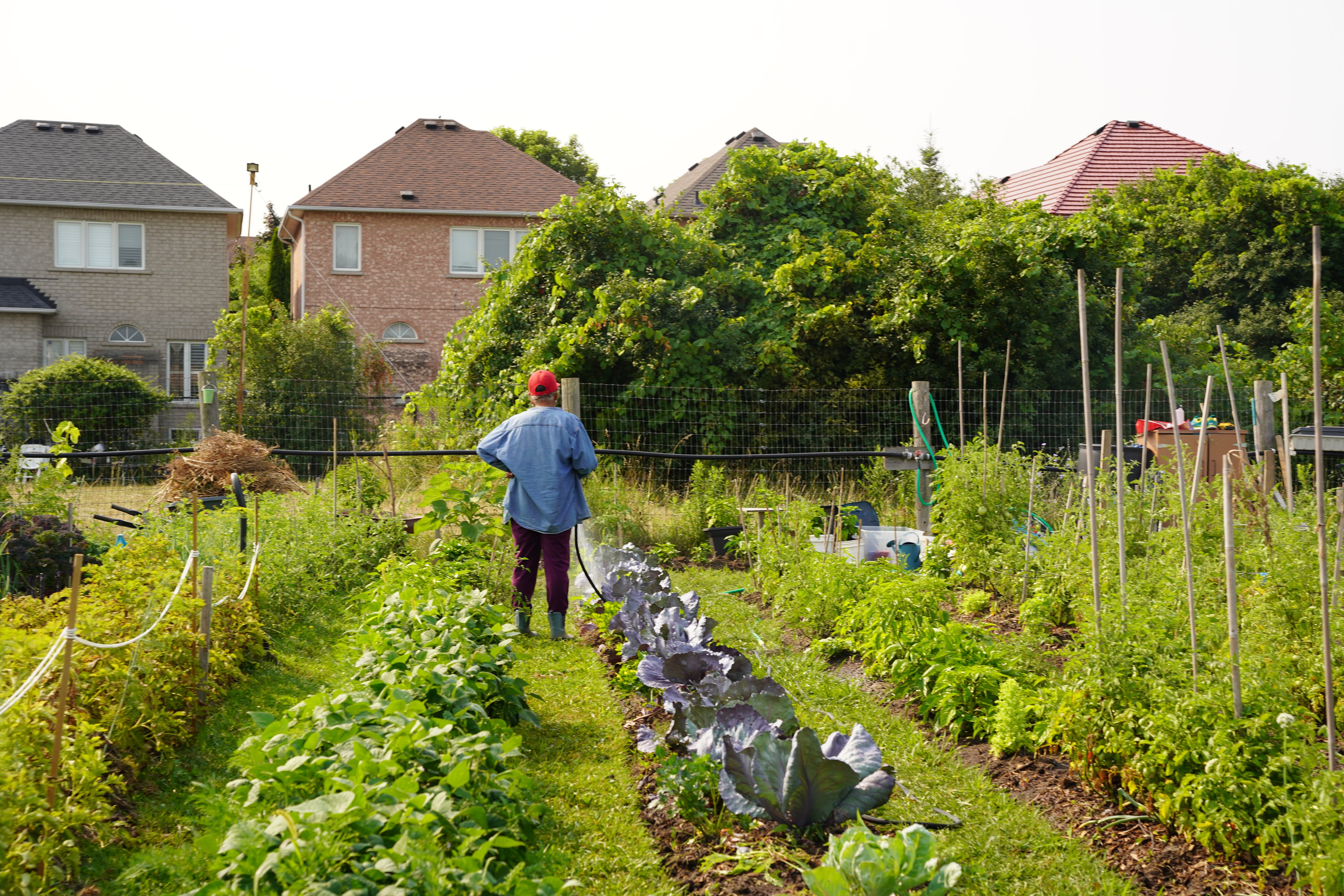 Person wearing a red cap and blue jacket watering a lush garden with rows of leafy plants and vegetables near suburban houses.