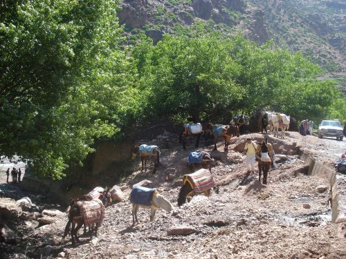 Le chargement des mules au départ du trek