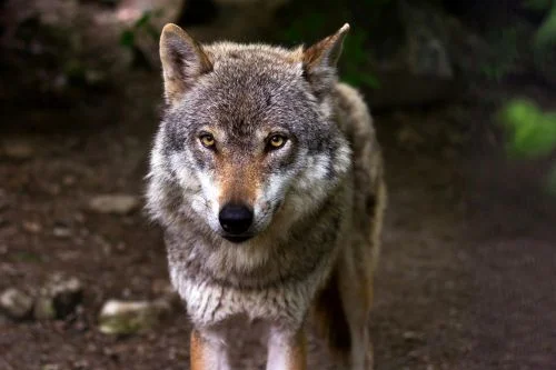 Portrait de loup en contexte naturel européen