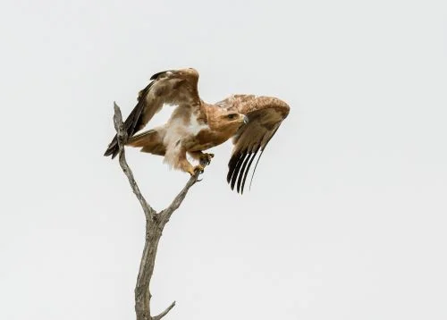 Aigle royal déployant ses ailes pour s'envoler
