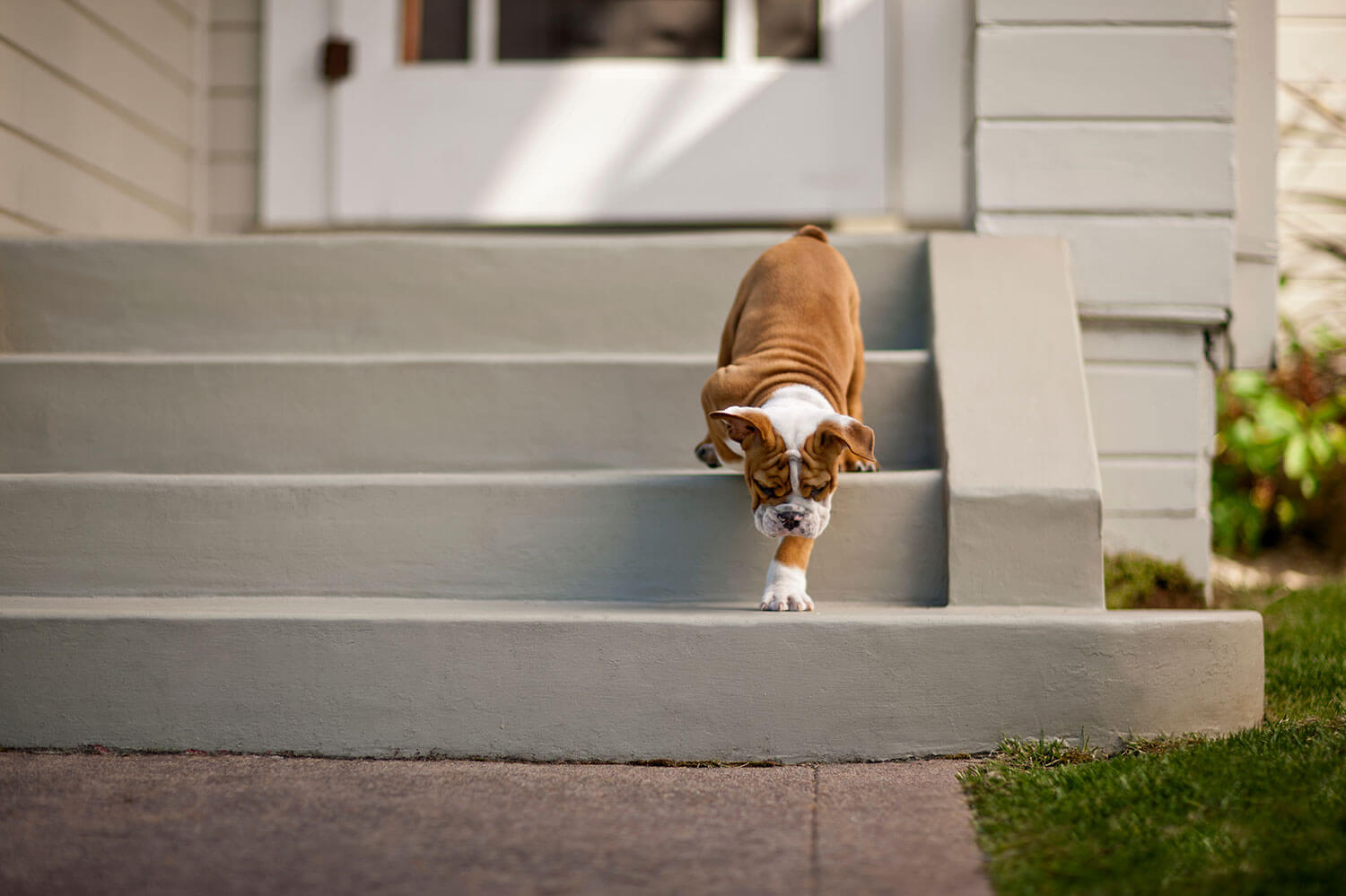 Brown and white dog walking down the front steps of home for sale in MN. Real estate and buyer agents, The Homebuyers in MN.