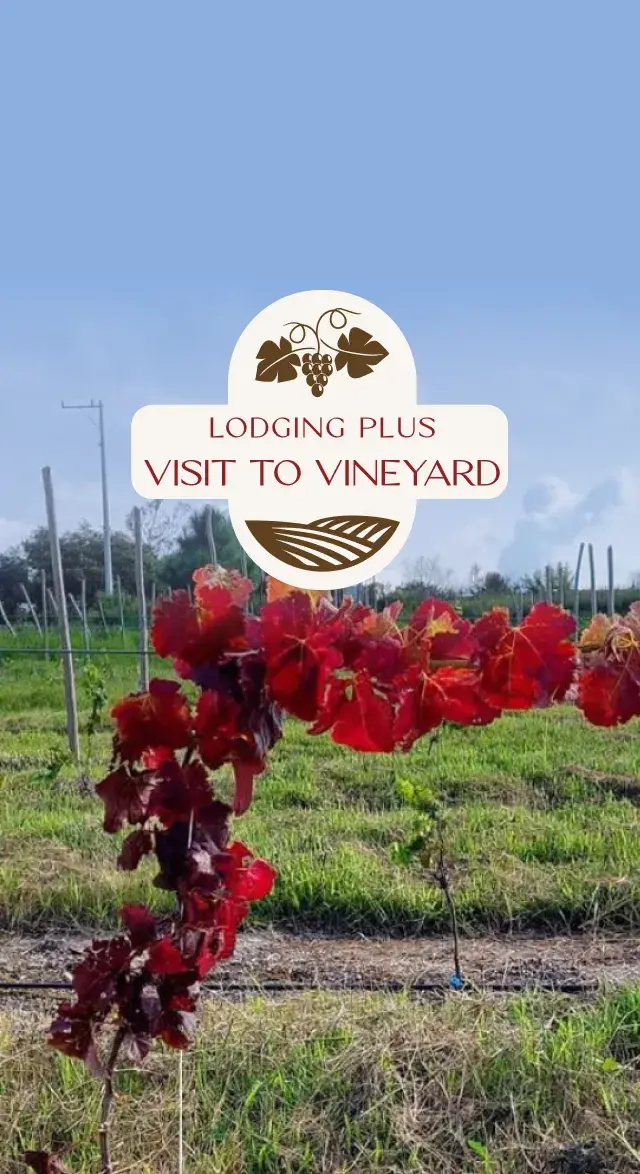 Lodging Plus Visit To Vineyard