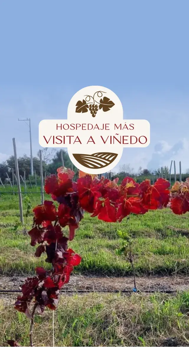 Hospedaje Más Visita A Viñedo
