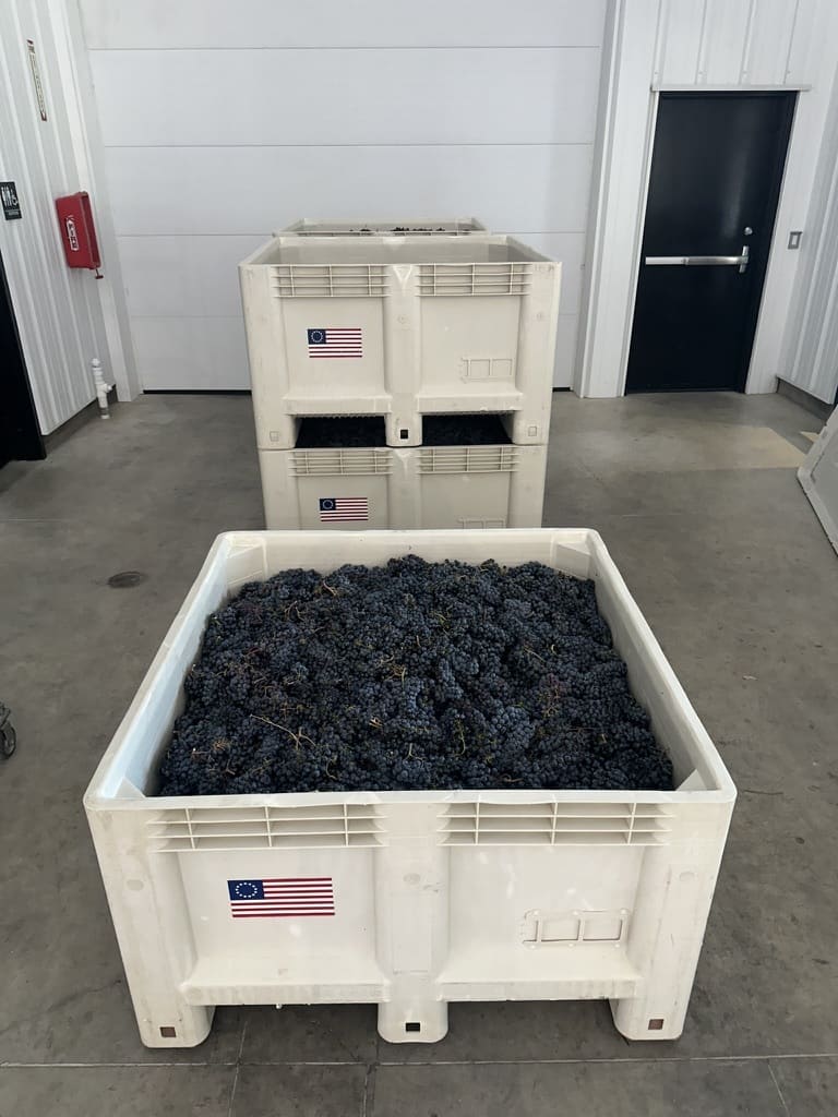Three large white plastic bins filled with dark purple grapes, with one bin prominently in the foreground and two stacked behind inside a warehouse.