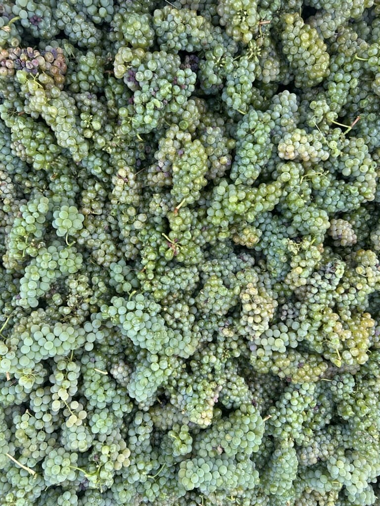 Close-up of a large pile of green grape clusters tightly packed together.