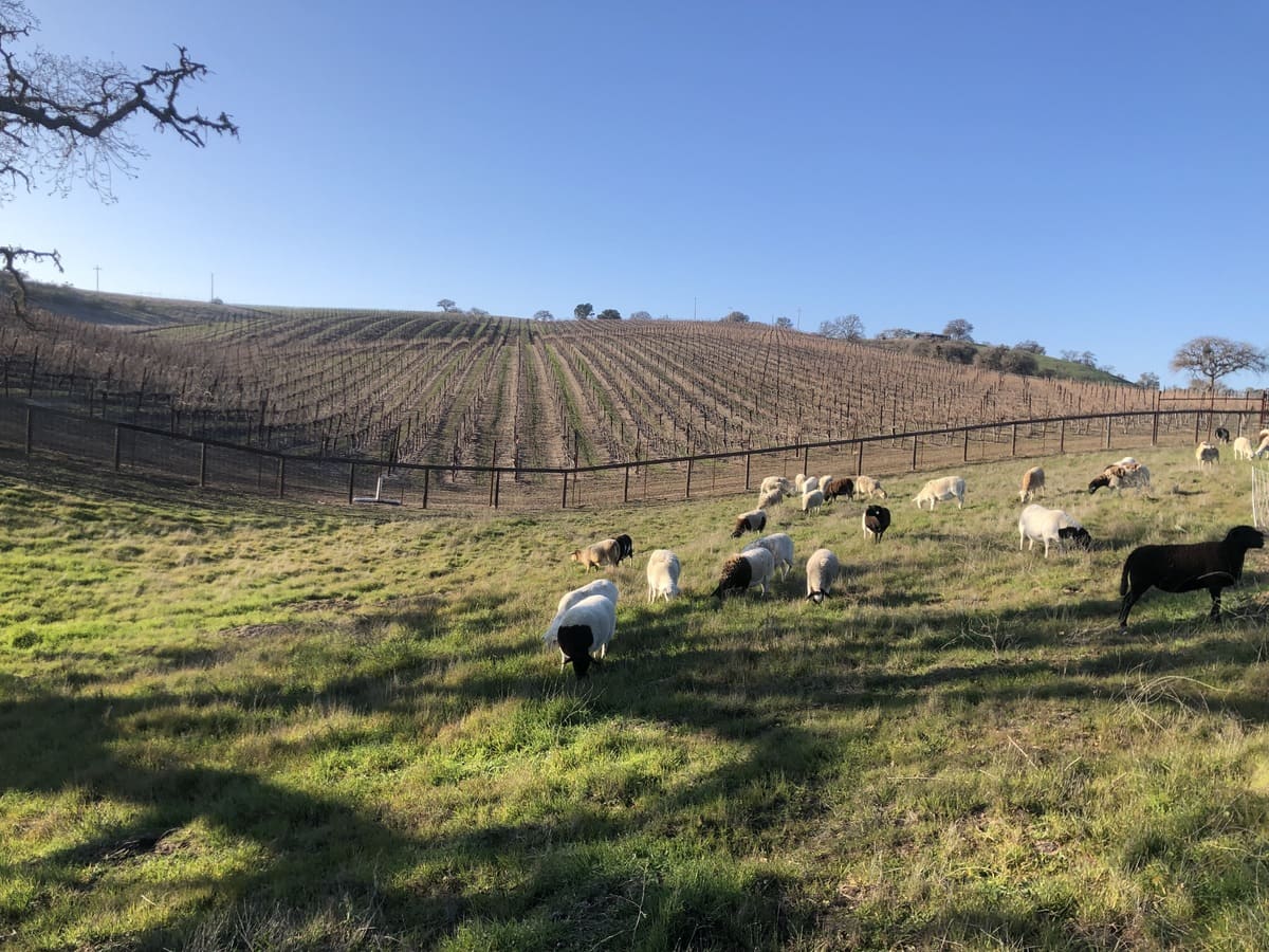 A flock of sheep grazing on a grassy hillside with a vineyard and clear blue sky in the background.