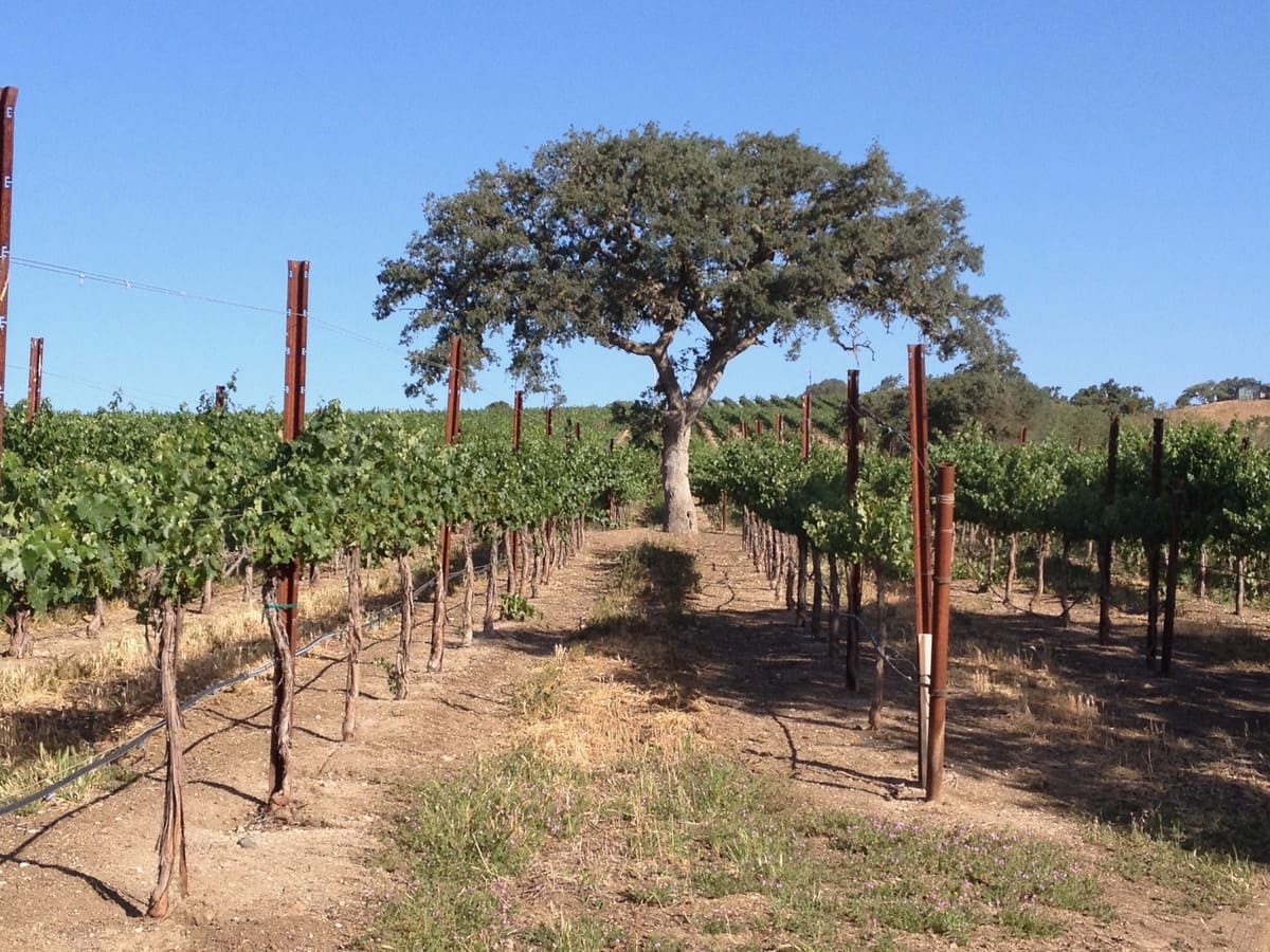 Large tree centered between rows of grapevines in a sunny vineyard under a clear blue sky.