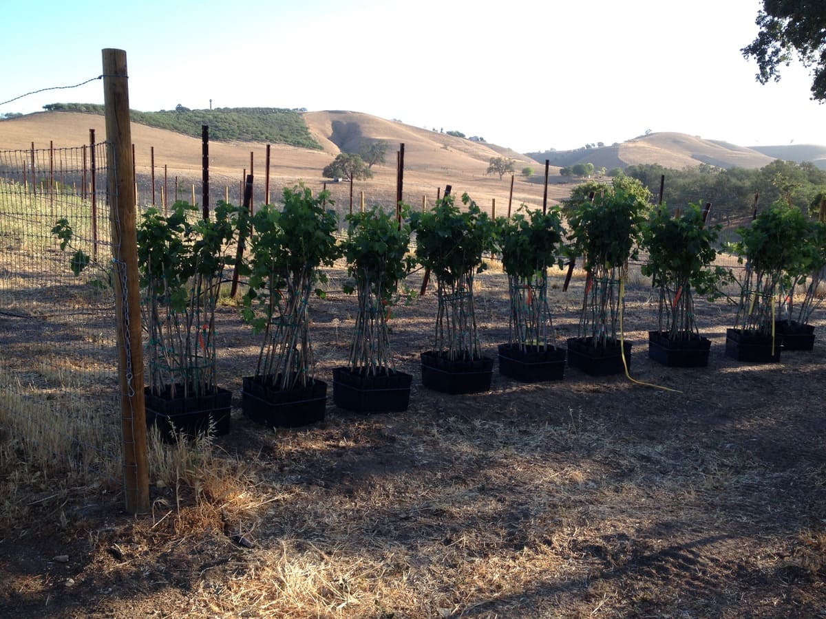 Row of young grapevines in pots on dry soil with hills and sparse trees in the background.