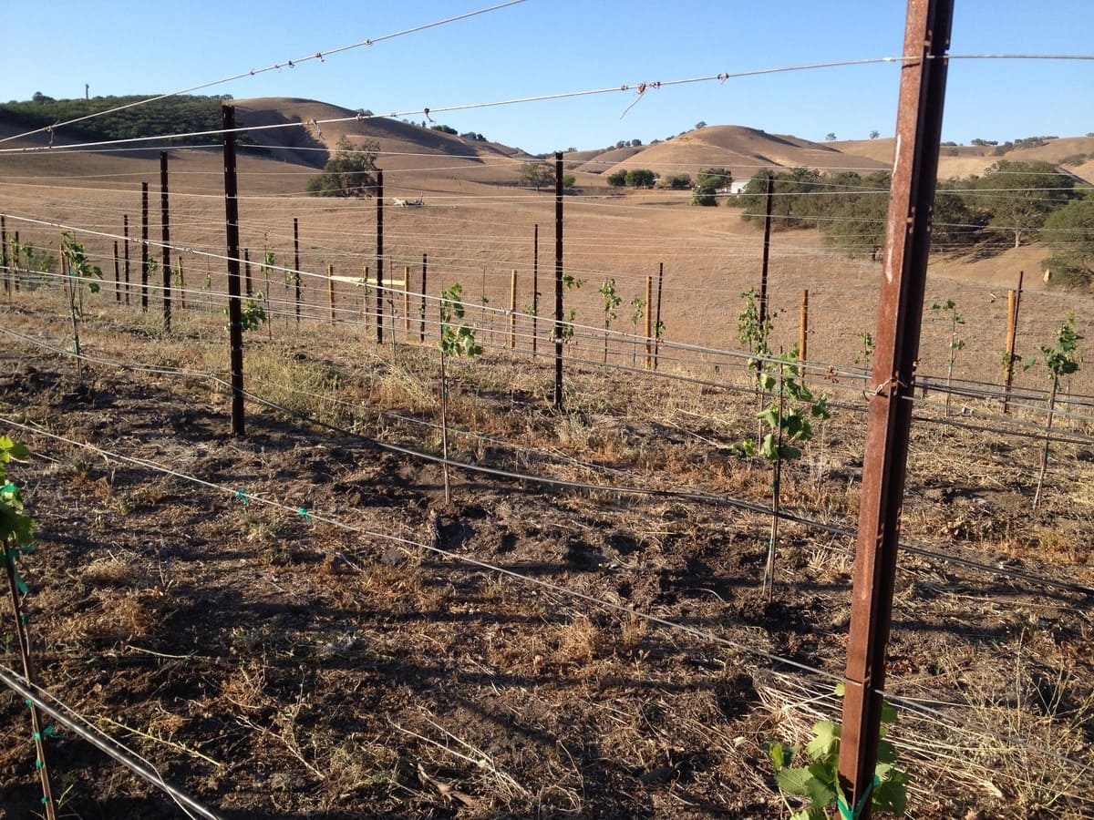 Young grapevines supported by metal posts and wires in a dry vineyard with rolling hills and sparse trees in the background under a clear blue sky.