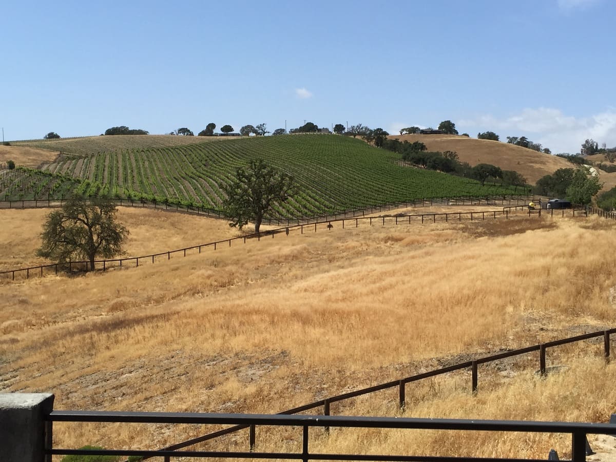 Rolling hills with dry grass and a green vineyard under a clear blue sky.